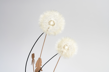 Load image into Gallery viewer, Dandelight Special Edition 2023, The Fertile Edition