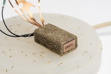 Load image into Gallery viewer, Dandelight Special Edition 2023, The Fertile Edition