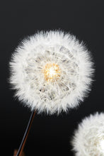 Load image into Gallery viewer, Dandelight Special Edition 2021, The Hope Edition