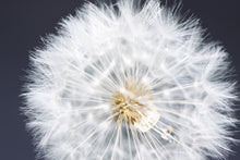 Load image into Gallery viewer, DANDELIGHT