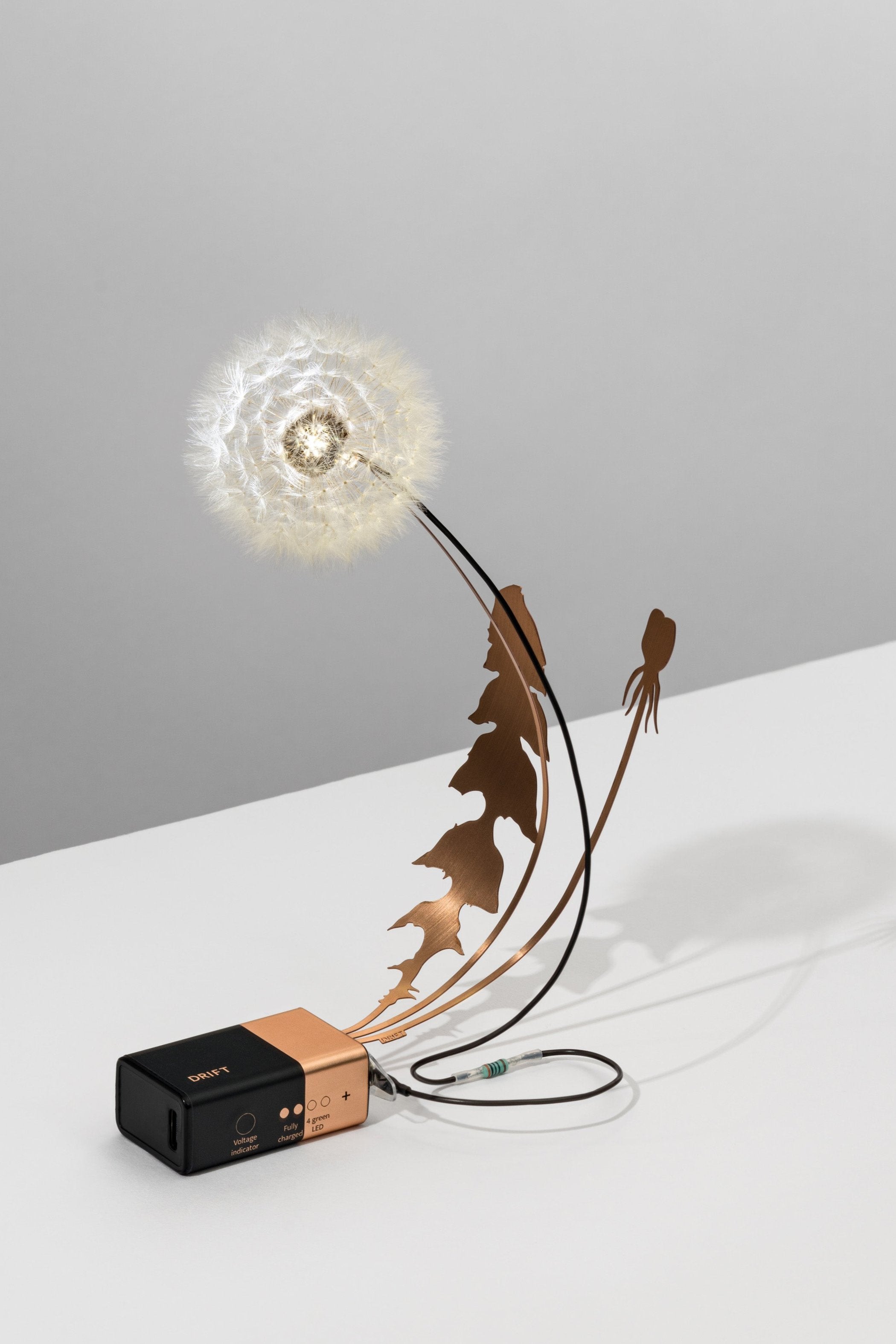 【極美品】Dandelion ティアード プルオーバー Dandelion Sunset Stock Illustrations – 355 Dandelion Sunset Stock